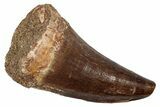 Fossil Mosasaur (Mosasaurus) Tooth - Morocco #345125-1